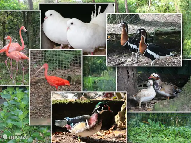 Goudooggans huren in Nederland, Noord-Brabant, Heesch - bungalow Verscheidene diersoorten die op het park wonen