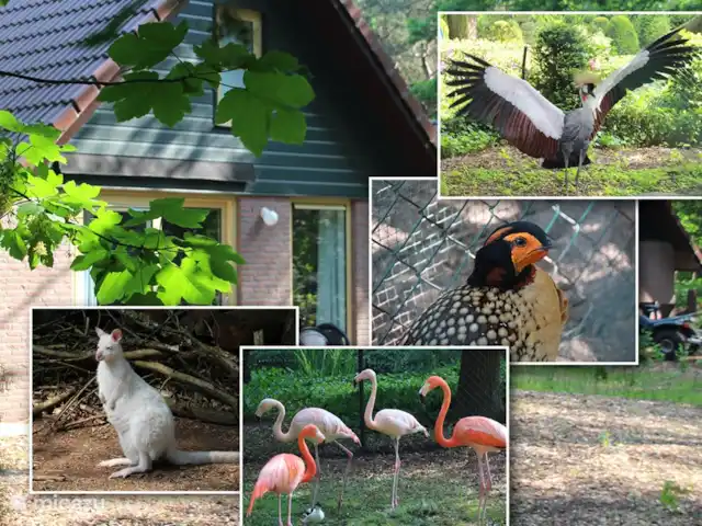 Goudooggans huren in Nederland, Noord-Brabant, Heesch - bungalow Verscheidene diersoorten die op het park wonen
