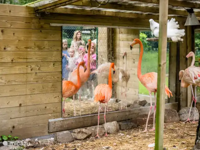 Goudooggans huren in Nederland, Noord-Brabant, Heesch - bungalow Bezoek de mooiste diersoorten die wonen op het park