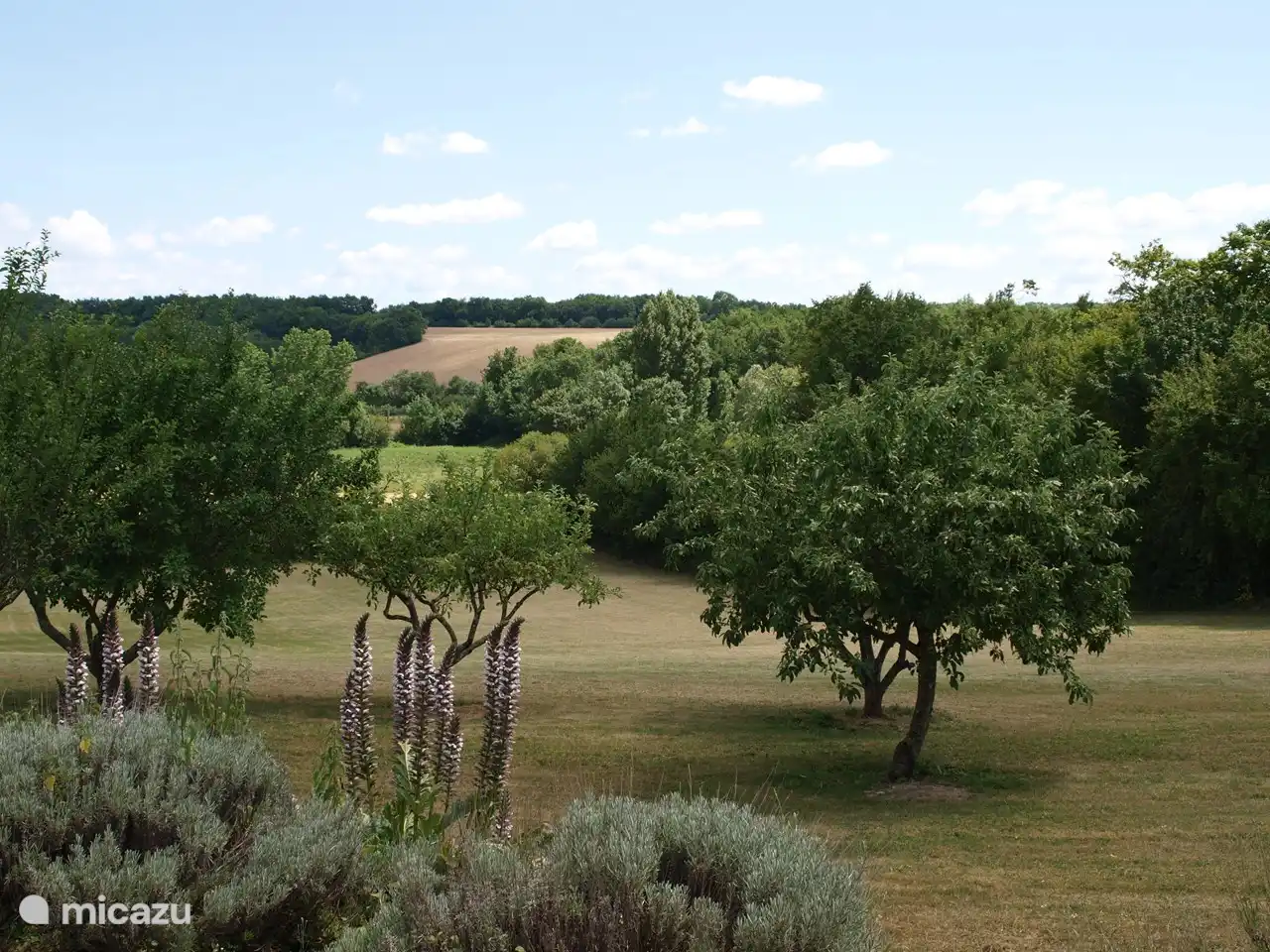 The view from the terrace, the backyard
