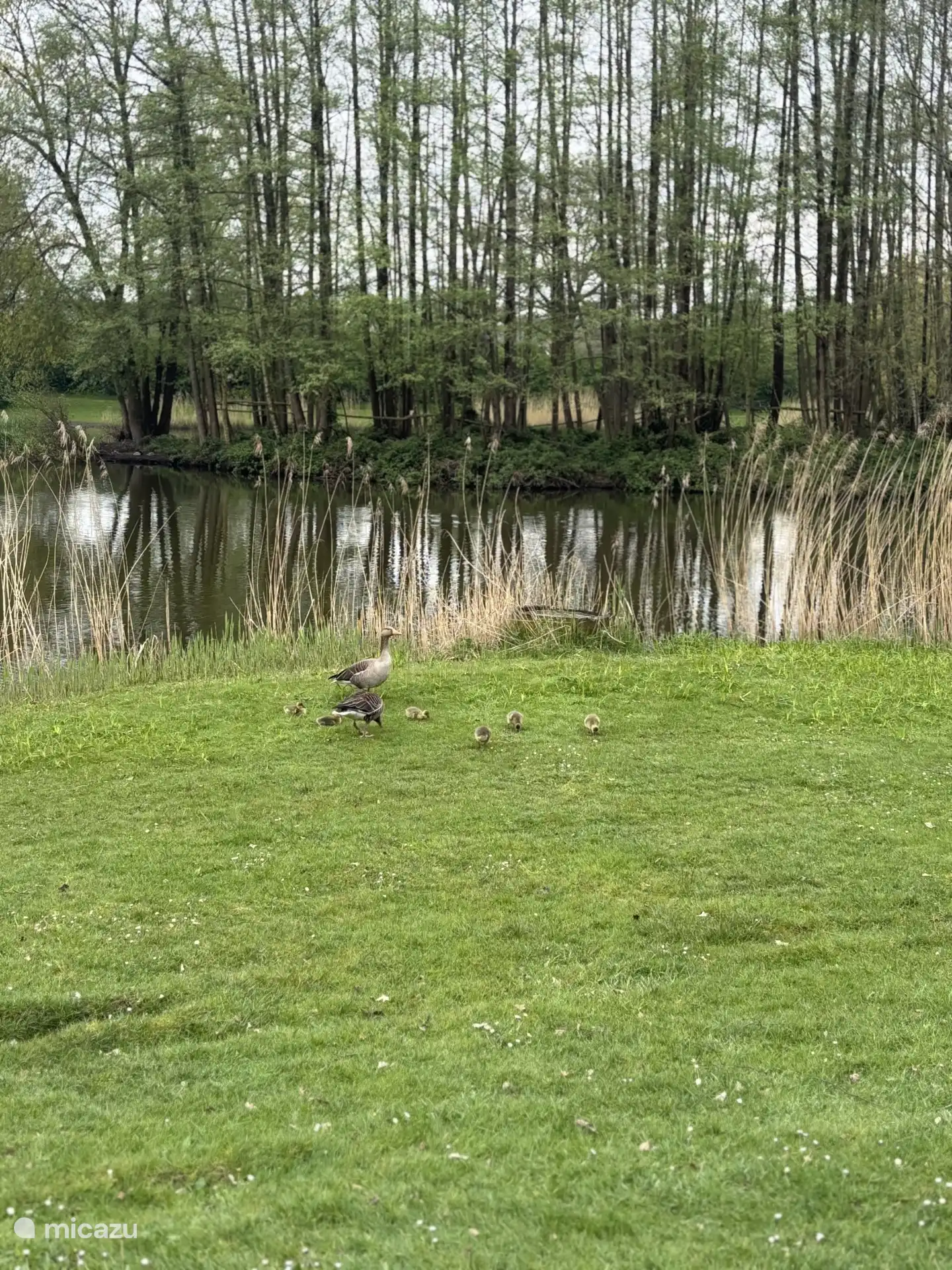 Die jungen Gänse und Enten sind wieder da, hier in der Natur gesichtet. 