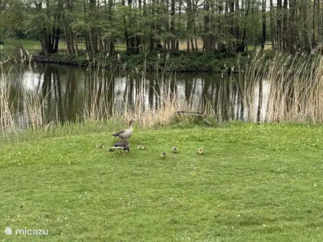 Bavelds dennen | Luxe bungalow 23 huren in Nederland, Overijssel, Denekamp - bungalow De jonge ganzen en eenden zijn er weer, hier gespot in de natuur.