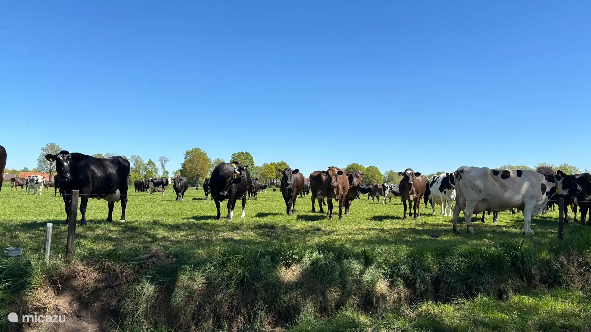 Cows in the meadow in the area