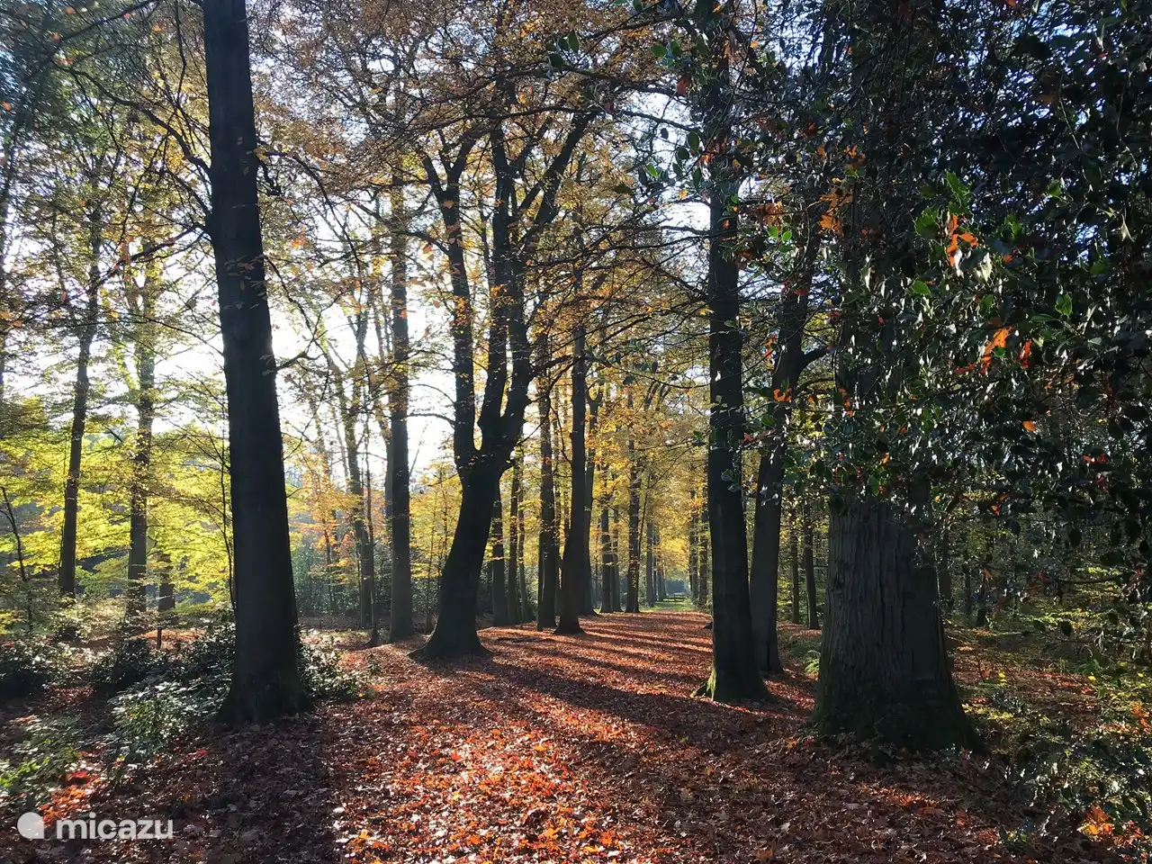 Spaziergang im Wald bei Singraven
