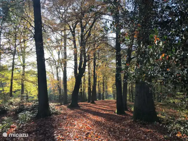 Bavelds dennen | Luxe bungalow 23 huren in Nederland, Overijssel, Denekamp - bungalow Wandelen in het bos bij het Singraven