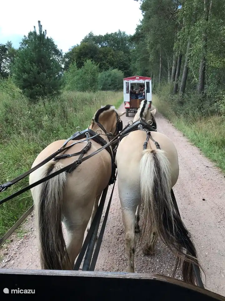 Fahren Sie mit dem Planwagen von Beuningen