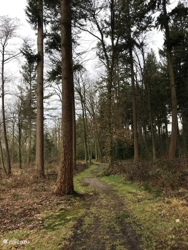 Auch das Wandern im Winter ist hier wunderbar. Hier im Borgbos