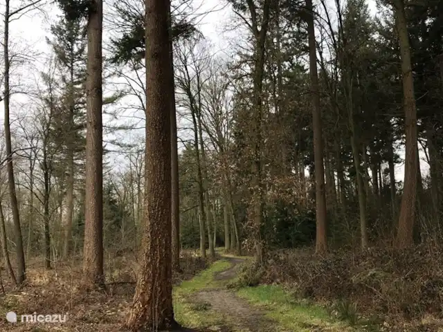 Bavelds dennen | Luxe bungalow 23 huren in Nederland, Overijssel, Denekamp - bungalow Ook wandelen in de winter is hier heerlijk. Hier in het Borgbos