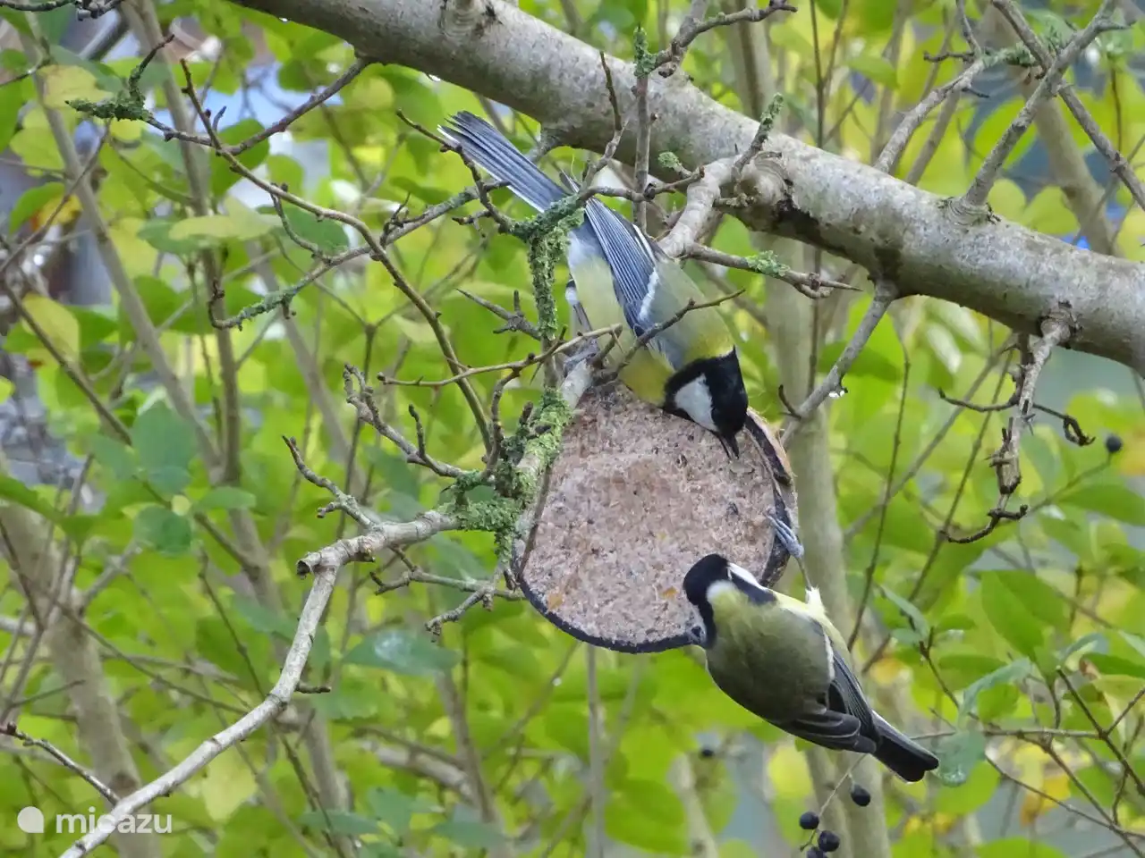 Kohlmeisen zu Besuch