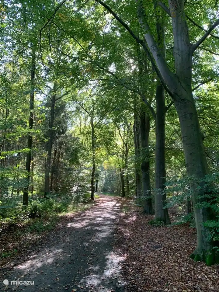 Bremer Wildernis Die Bremer Wildernis Nordwestlich von Sondel gelangt man über das Noorderreed in den Laubwald der Bremer Wildernis. Dieser Wald ist etwa 58 Hektar groß und seit 1976 im Besitz von Staatsbosbeheer.