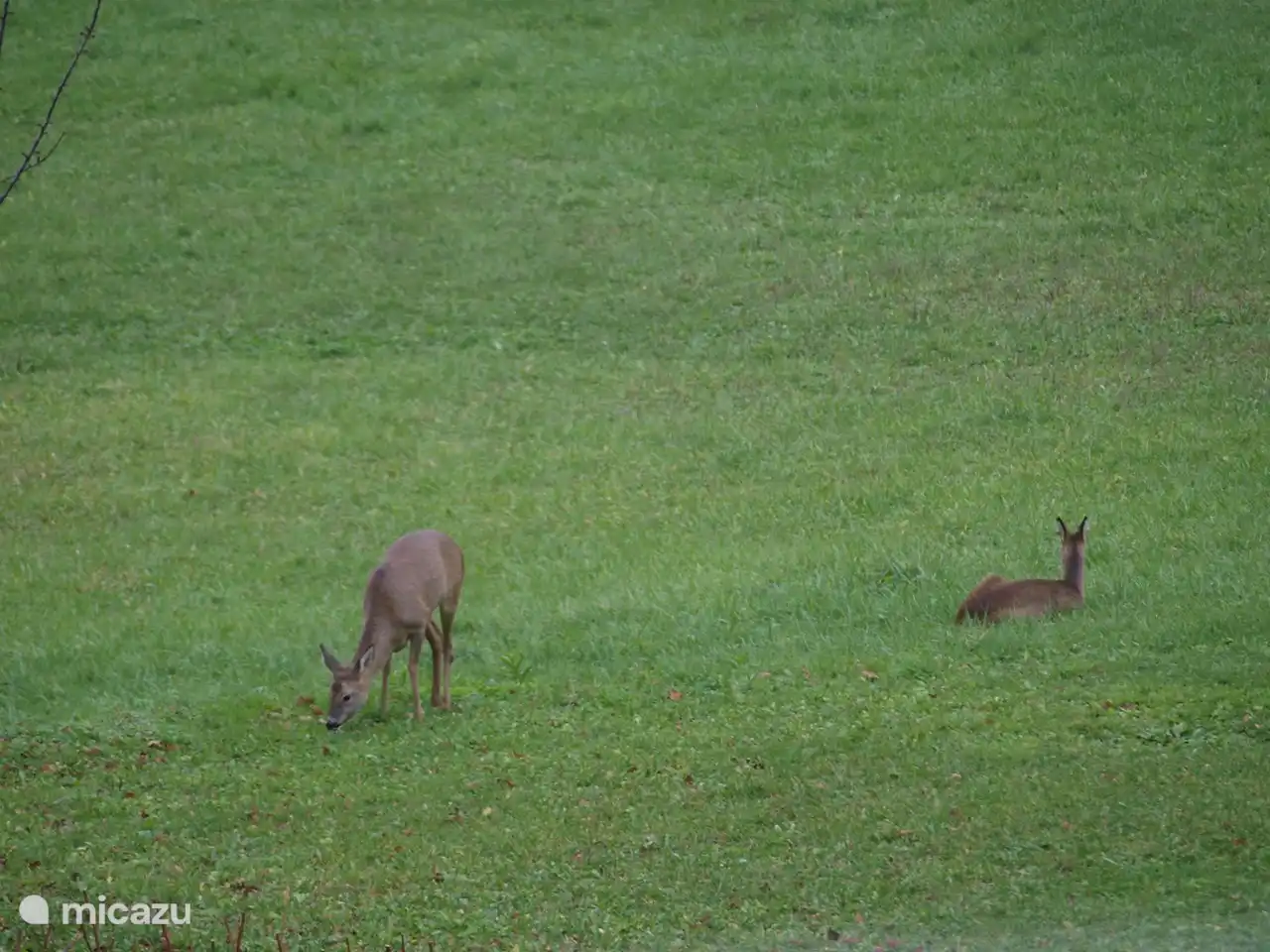 Roe deer in the backyard