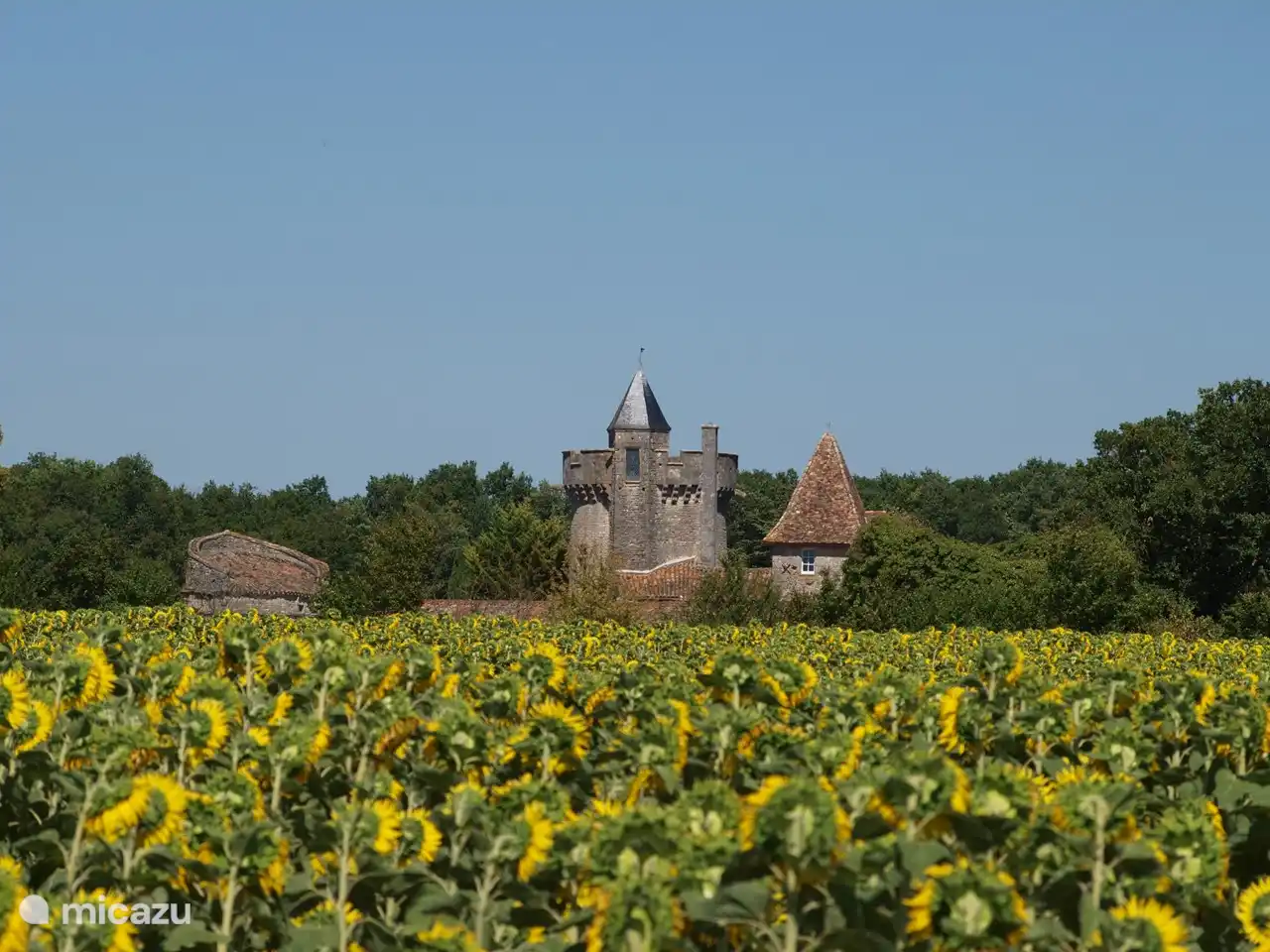 View from the sunflower field