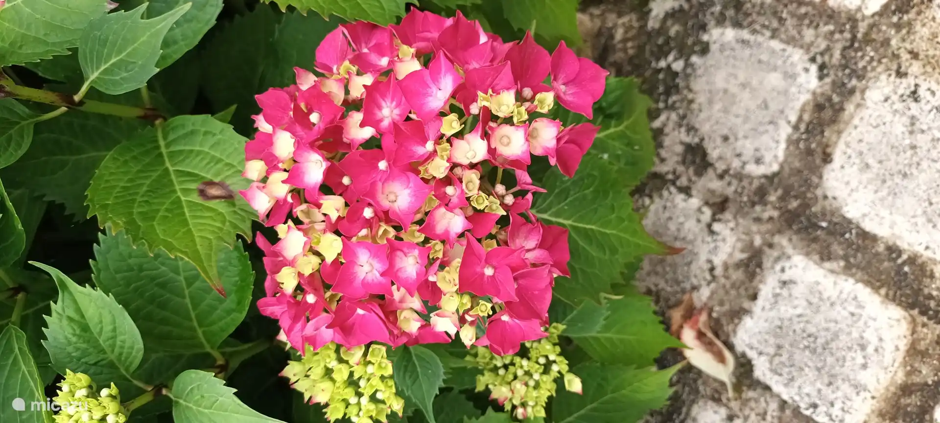 Hydrangea in bloom at the front door