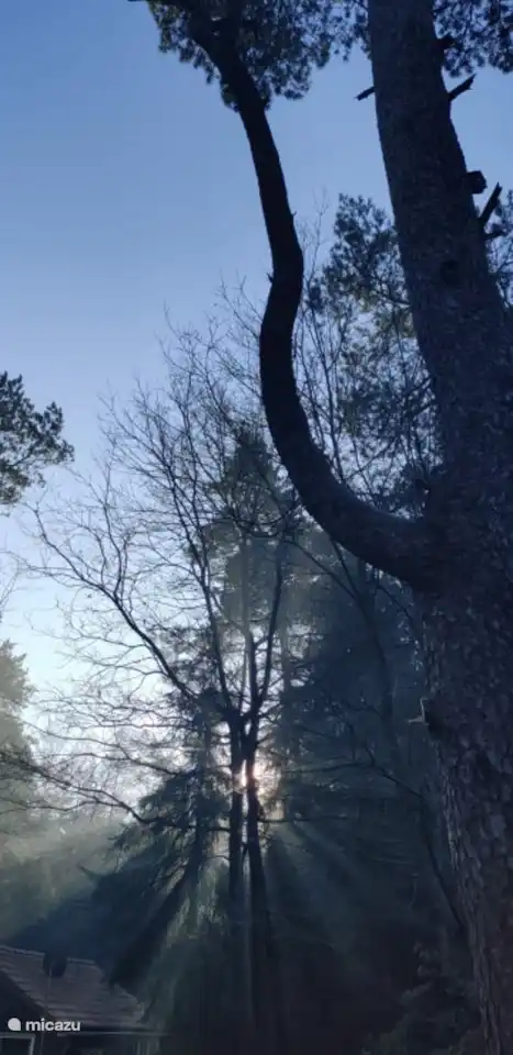 Die erste Morgensonne durch die Bäume bei De Toekan.