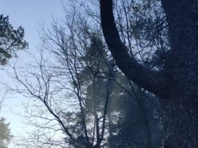 el tucan en Países Bajos, Güeldres, Emst (Epe) - casa vacacional El primer sol de la mañana a través de los árboles en De Toekan.