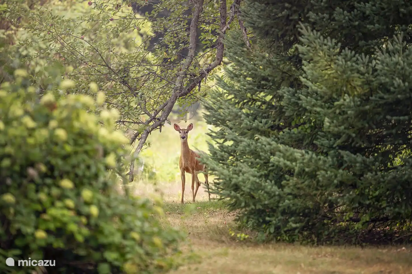 In den Wäldern rund um De Toekan gibt es viele Tiere zu sehen.