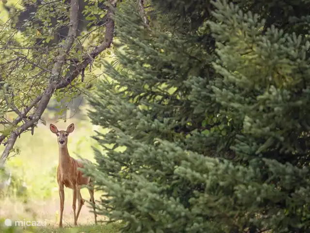 el tucan en Países Bajos, Güeldres, Emst (Epe) - casa vacacional Hay muchos animales para ver en los bosques alrededor de De Toekan.