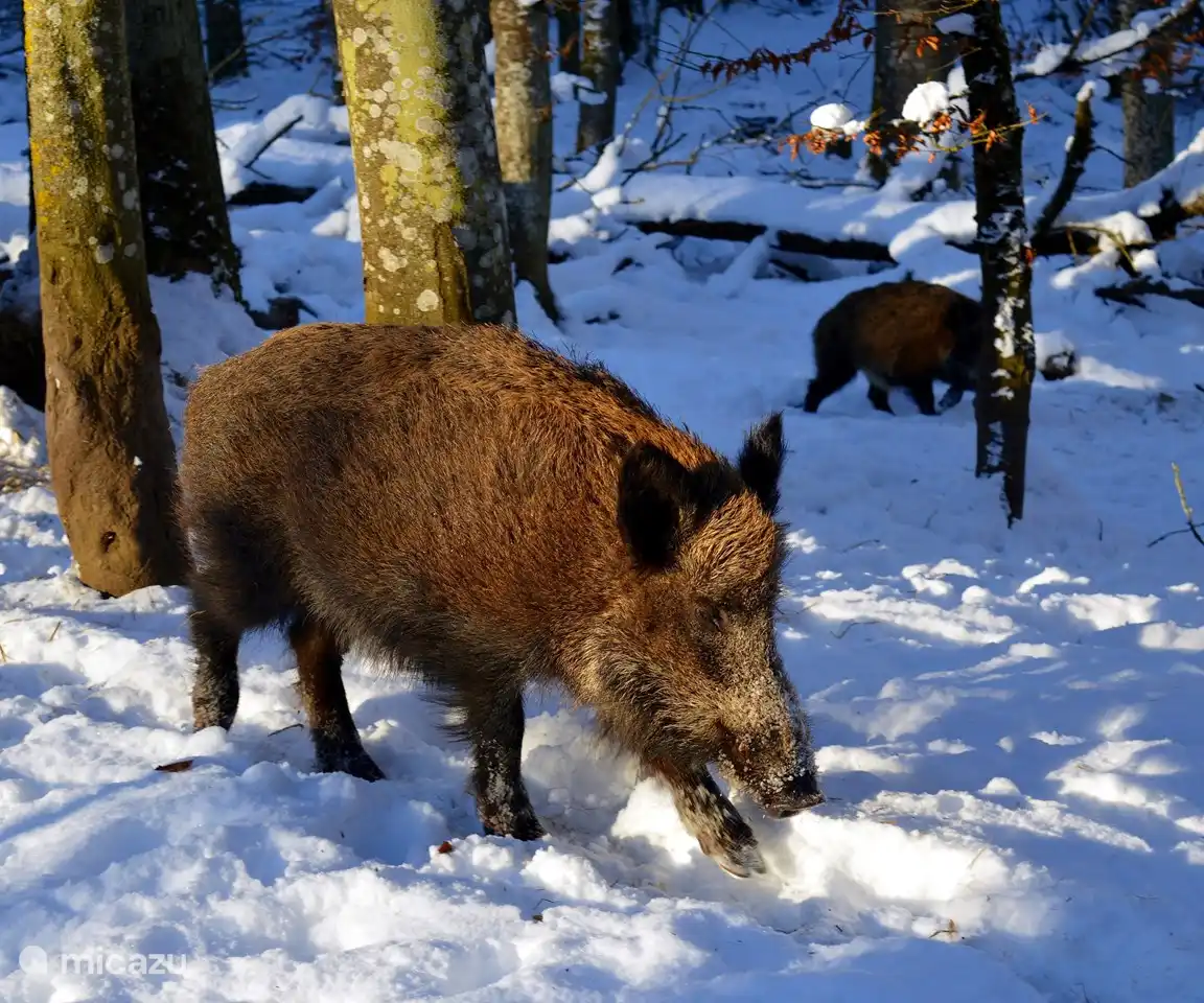 Wildschweine leben auch in der Nähe von De Toekan.
