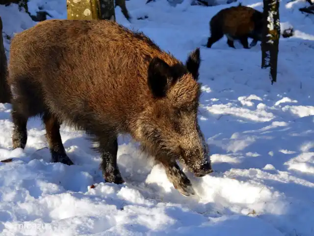 el tucan en Países Bajos, Güeldres, Emst (Epe) - casa vacacional Los jabalíes también viven cerca de De Toekan.