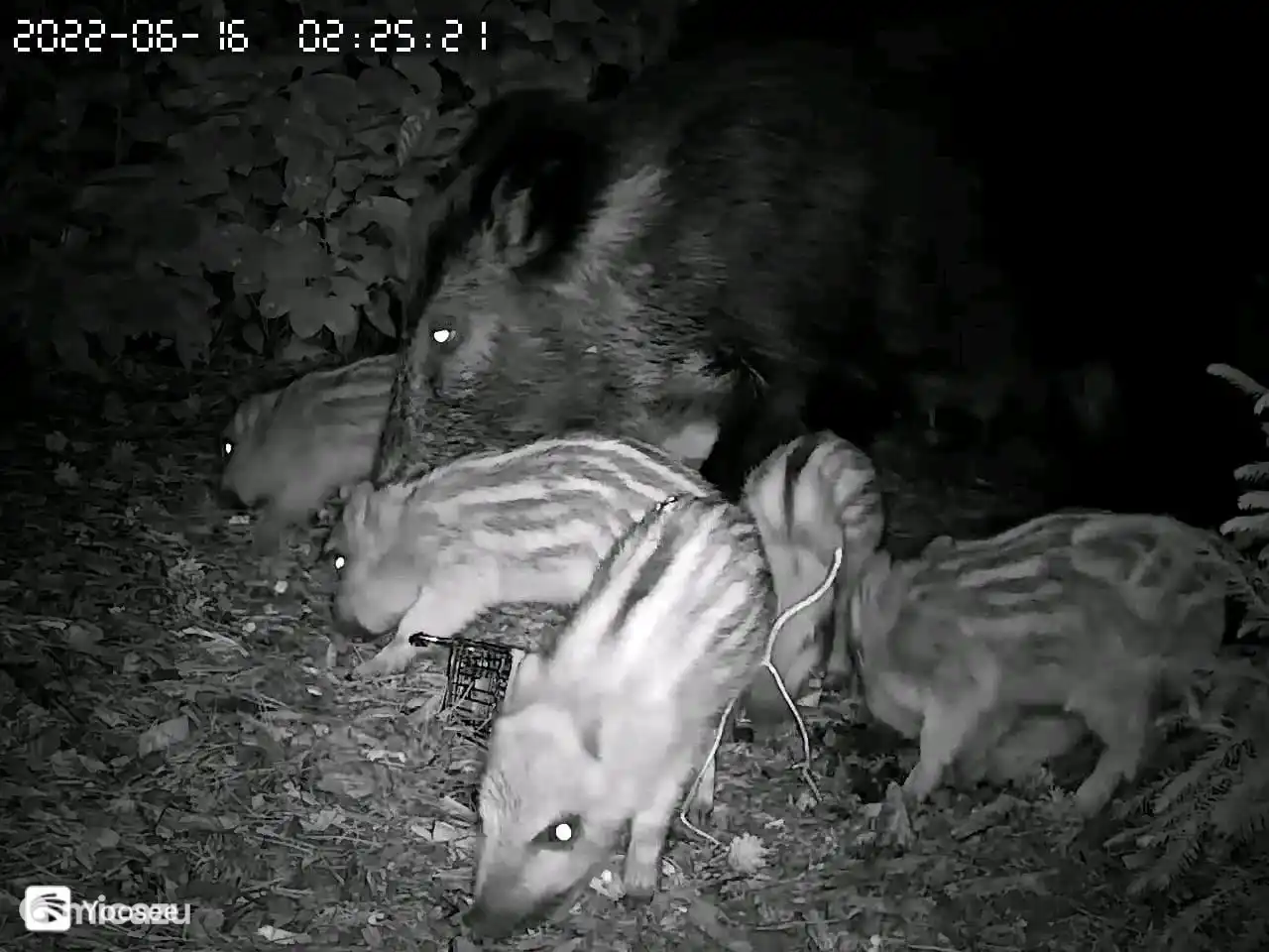 Eber mit Ferkeln im Garten (nahe der Terrasse) des Toekan in Emst.