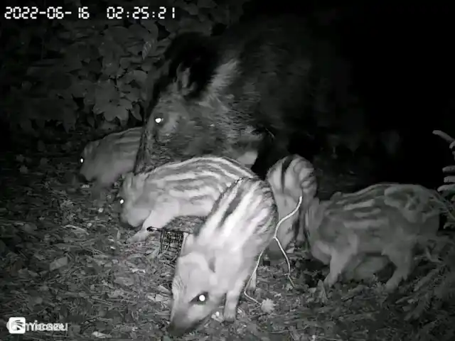el tucan en Países Bajos, Güeldres, Emst (Epe) - casa vacacional Jabalí con lechones en el jardín (cerca de la terraza) del Toekan en Emst.