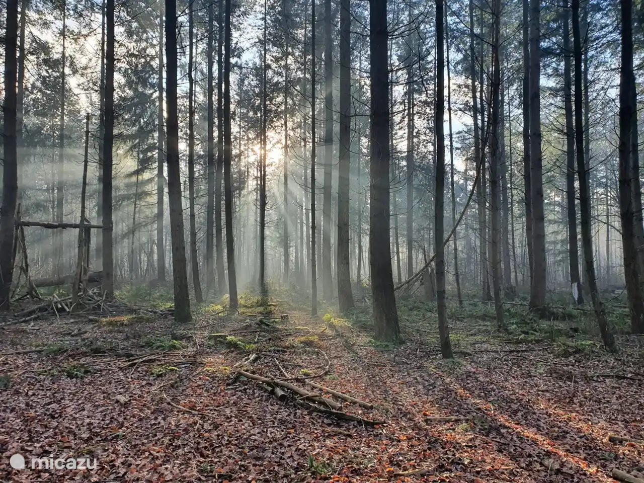 der schöne Speulderbos