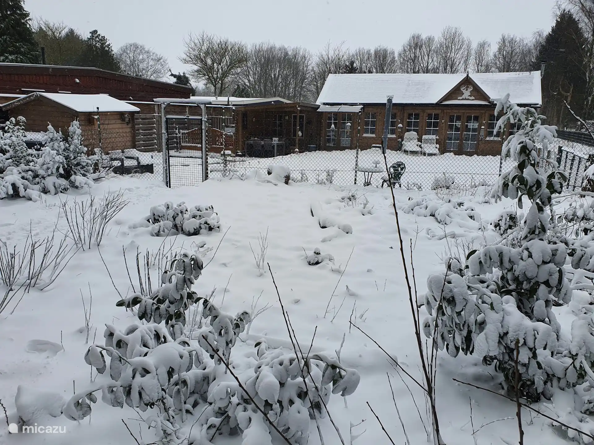Der weiße Hirsch im Schnee