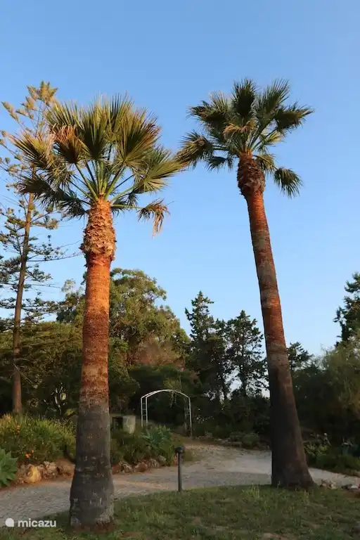 40 Jahre alte Palmen