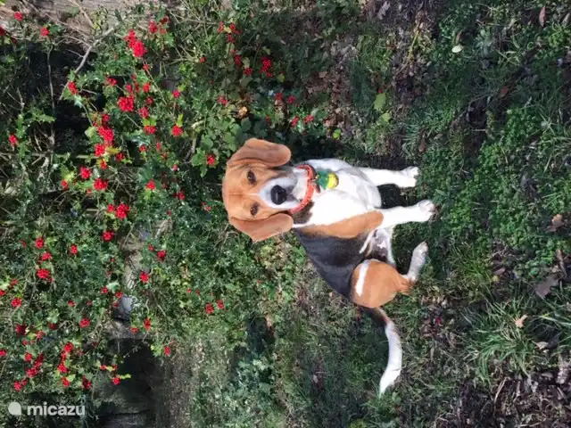 Max unser Hund ist süß und kinderfreundlich (Ferienhaus und Schwimmbad sind für Max verboten)