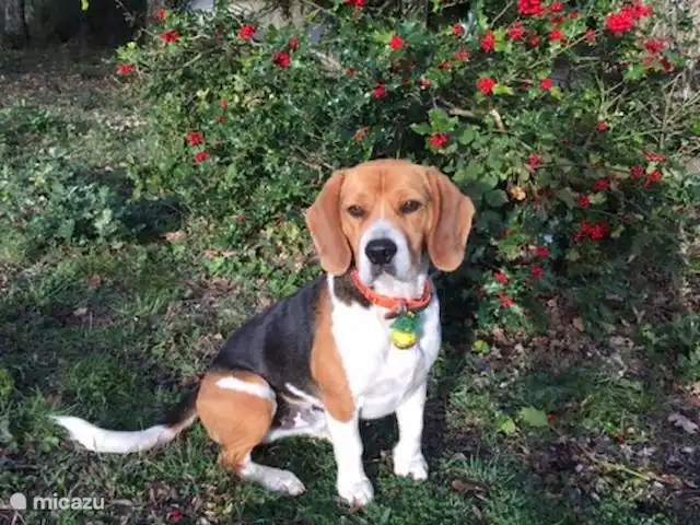 Mas Miquelet | France, Pyrénées-Orientales, Prunet-et-Belpuig - ferme Max notre chien est doux et adapté aux enfants (le gîte et la piscine sont interdits à Max)