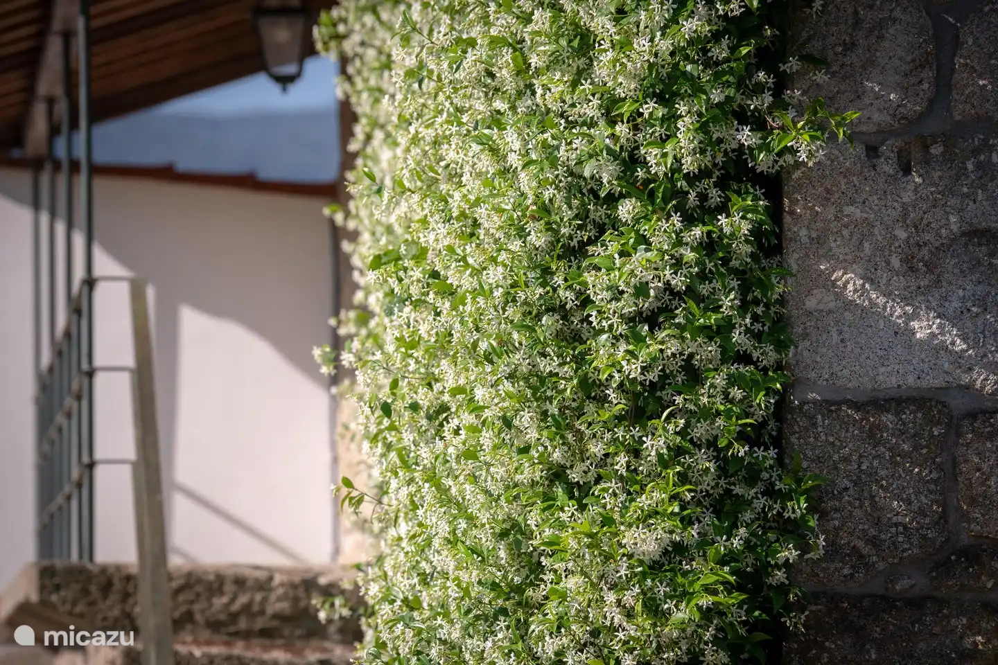 Der Jasmin blüht im Juni.