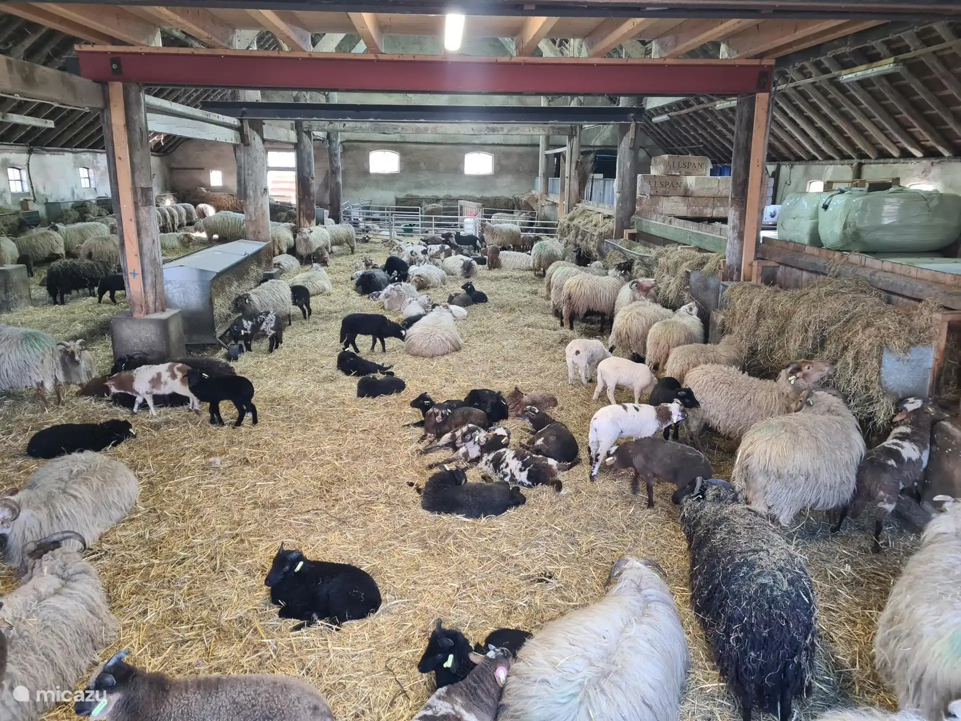 Sheepfold in Exloo with lambs. From April to October, the shepherd travels through the village to the heath every day with about 250 sheep.
