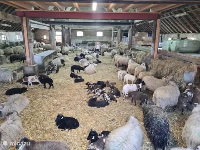 MemHill huren in Nederland, Drenthe, Exloo - bungalow Schaapskooi in Exloo met lammetjes. Van april tot oktober trekt de herder dagelijks met zo'n 250 schapen door het dorp naar de heide.