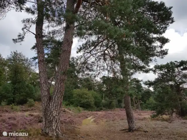 MemHill huren in Nederland, Drenthe, Exloo - bungalow Ontdek het zelf hoe mooi...