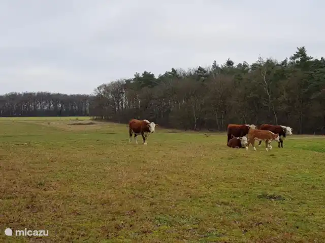 MemHill huren in Nederland, Drenthe, Exloo - bungalow Vlak buiten het landgoed lopen deze koeien.
