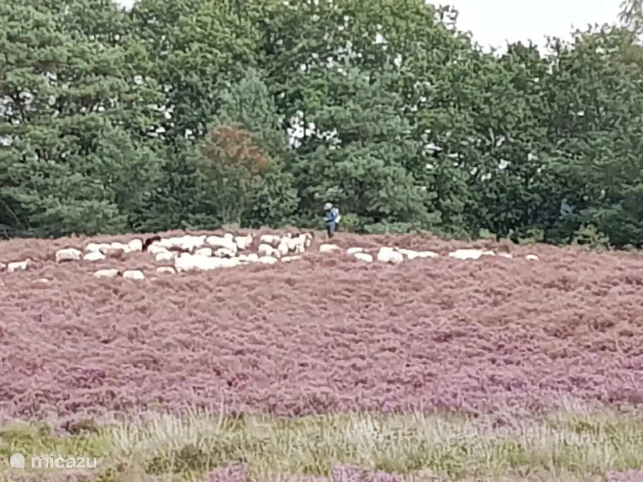 With a bit of luck you will meet the shepherd on the moor. Treat them with respect, keep an appropriate distance and of course keep your own dog on a lead. The sheepfold is in Exloo.