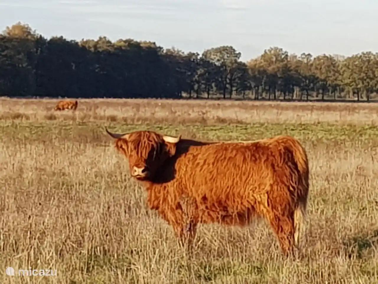 Scottish highlanders as nature grazers