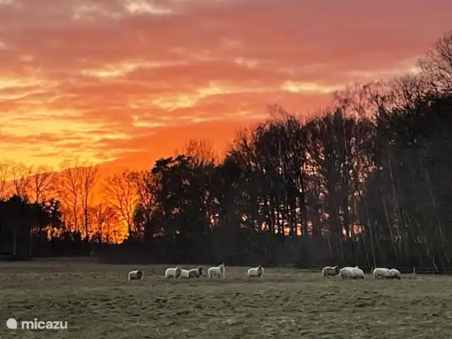 MemHill huren in Nederland, Drenthe, Exloo - bungalow Schapen bij ondergaande zon