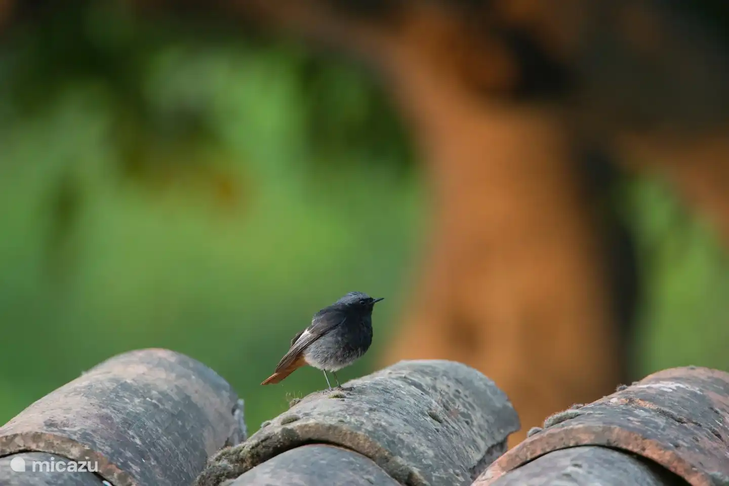 Een roodstaartje op het dak. (foto met dank aan Peter Verwoerd)