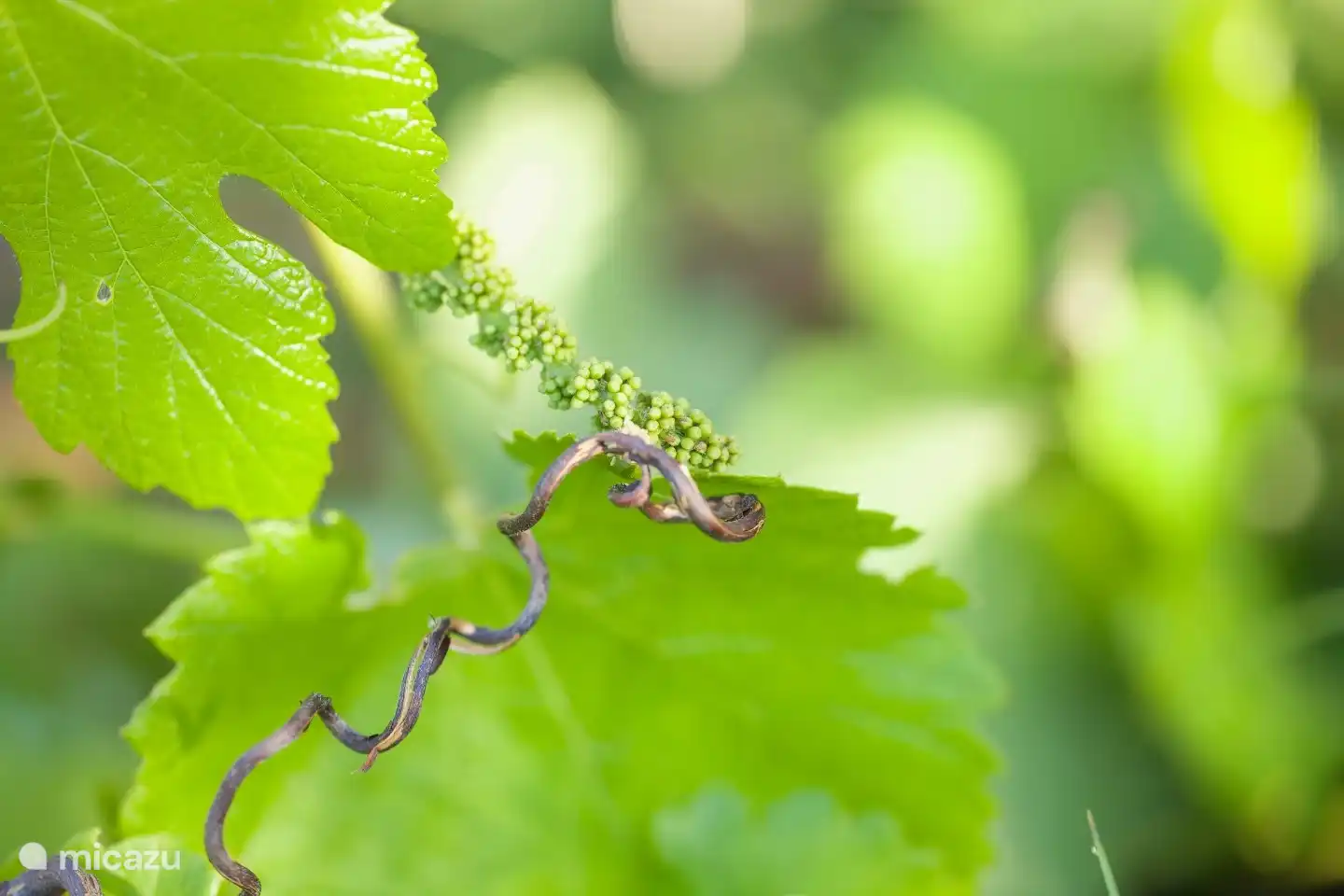 Auf den Terrassen wachsen Weinreben. Unser Hauswein ist der von Chateau Ségriès im Chateau-neuf-du-Pape.