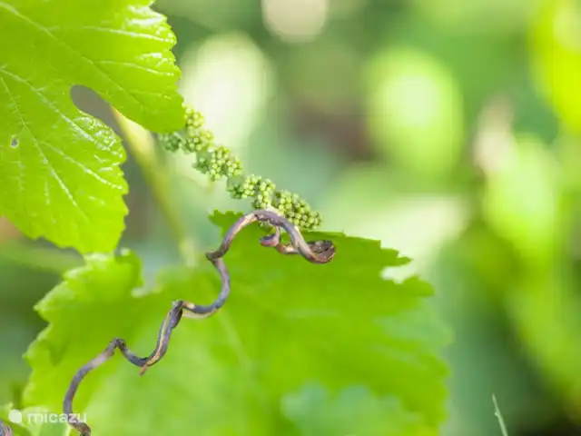 Location de Vacances France, Gard, Molières-sur-Cèze, appartement - Usine de mise en bouteille Les vignes poussent abondamment sur les terrasses. Notre vin maison est celui du Château Ségriès à Château-neuf-du-Pape.