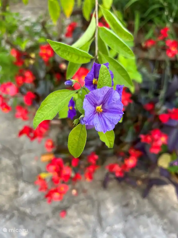 Eine der vielen Pflanzen, die geschätzt werden.