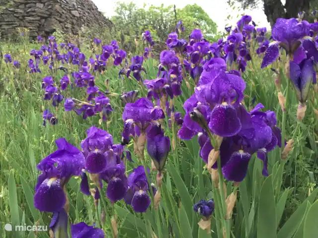 Location de Vacances France, Gard, Molières-sur-Cèze, appartement - Chapelle Des fleurs sauvages partout autour du Mas Blanc