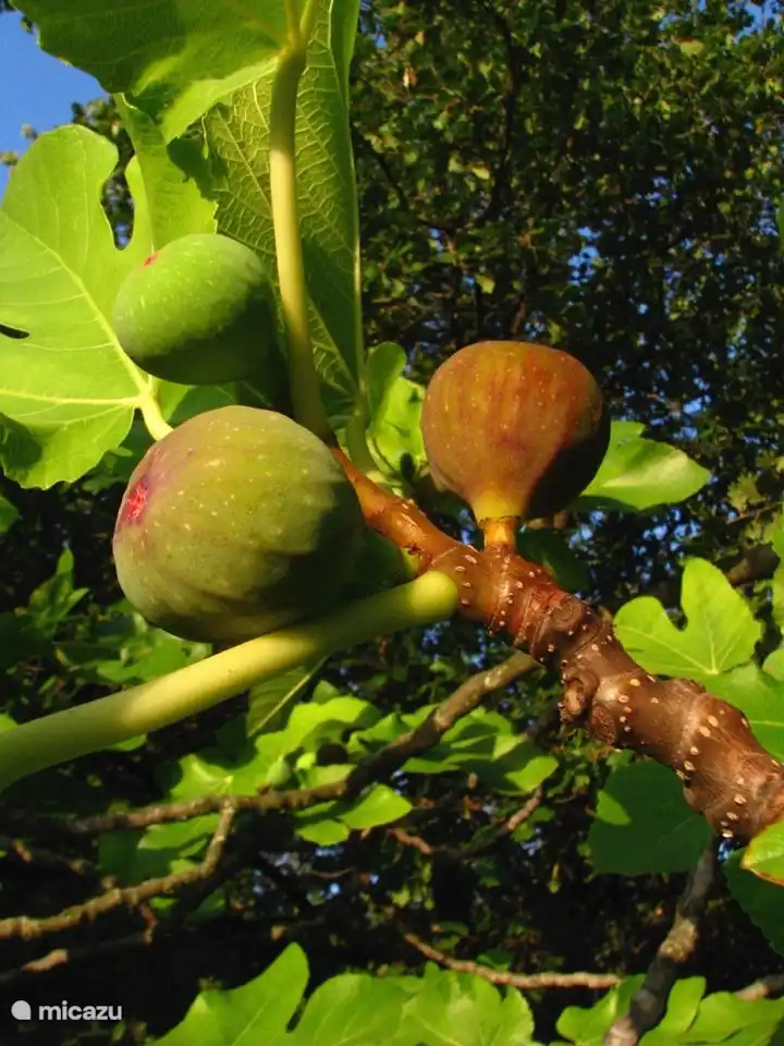 Iss eine Feige aus deinem Blue Room Fenster. Frühstück, Brunch, Mittagessen, Abendessen. Die Süßigkeitenfeige passt zu allem.