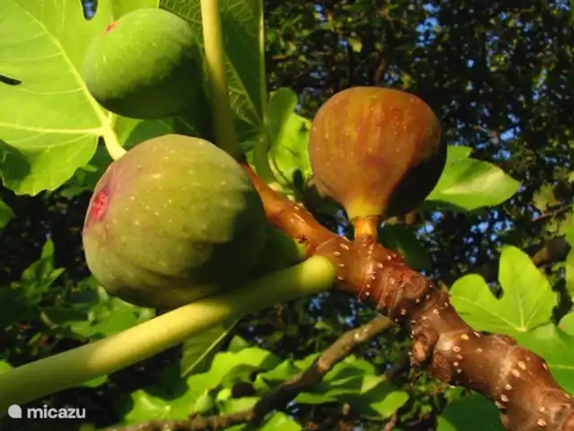 Location de Vacances France, Gard, Molières-sur-Cèze, appartement - La chambre bleue Manger une figue depuis la fenêtre de votre Blue Room. Petit-déjeuner, brunch, déjeuner, dîner. La figue bonbon va avec tout.