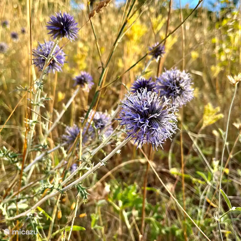 Seedistel im September.