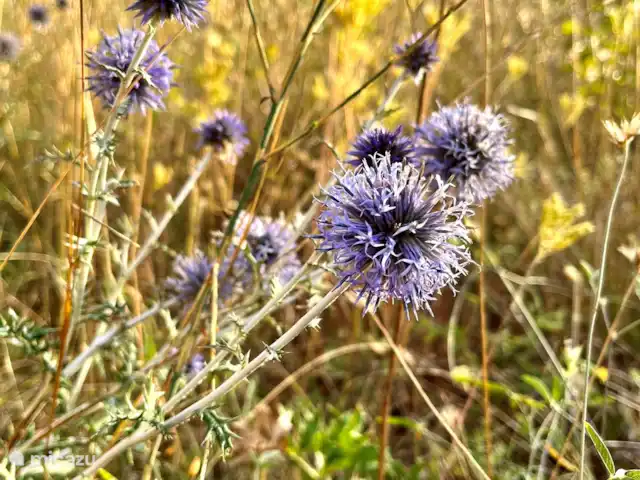 Location de Vacances France, Gard, Molières-sur-Cèze, appartement - La chambre bleue Chardon de mer en septembre.