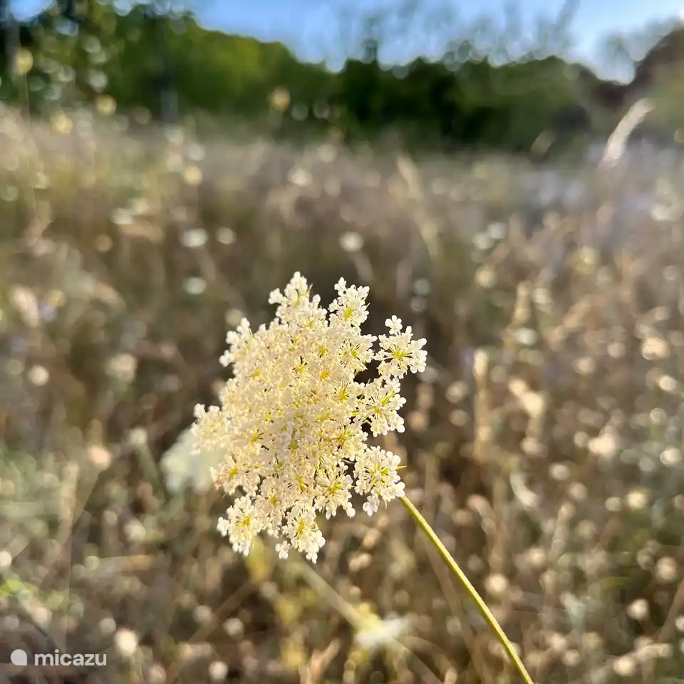 Tausende Doldenblütler winken Ihnen zu.