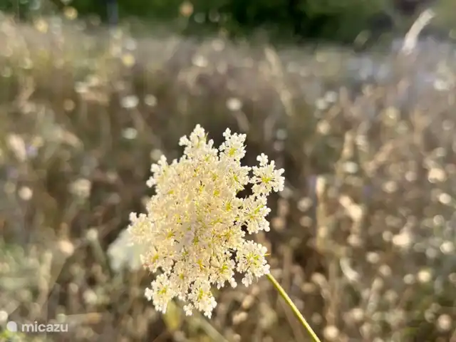 Location de Vacances France, Gard, Molières-sur-Cèze, appartement - La chambre bleue Des milliers d'ombellifères saluent vers vous.