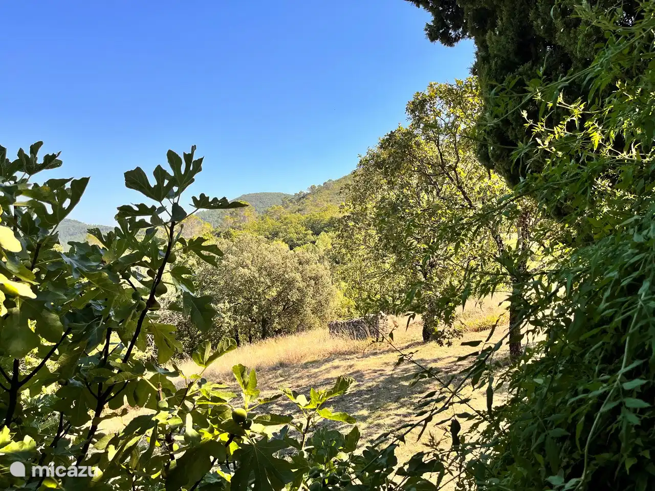 Feigen pflücken aus dem Fenster des Blauen Zimmers.